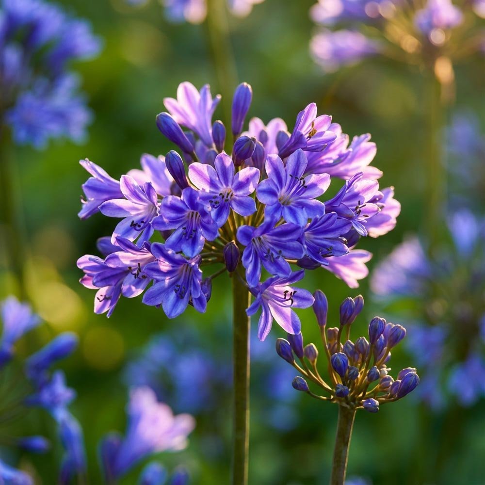 Afrikanlilja, Agapanthus 'Pinocchio'