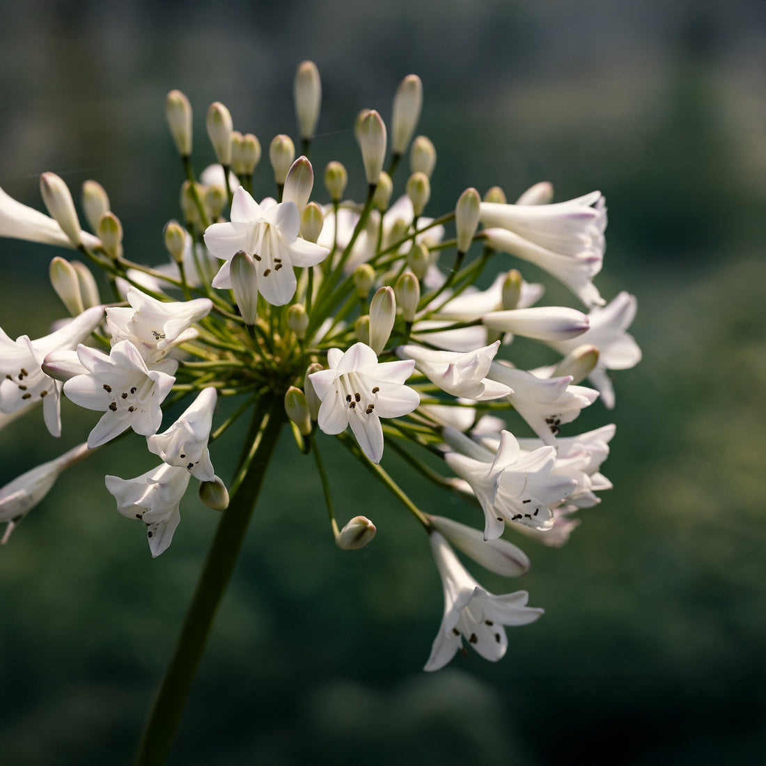 Afrikanlilja, Agapanthus 'Polar Ice'