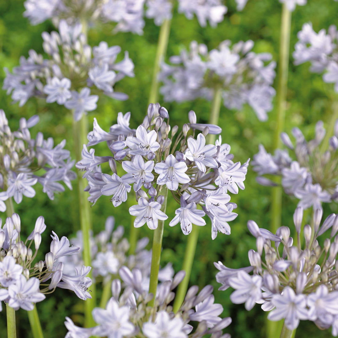 Afrikanlilja, Agapanthus 'Silver Arrow'