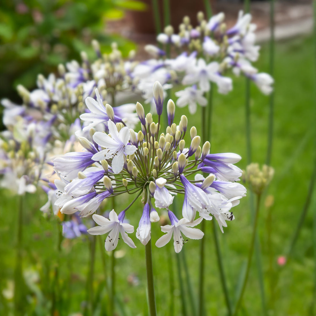Afrikanlilja, Agapanthus 'Twister'