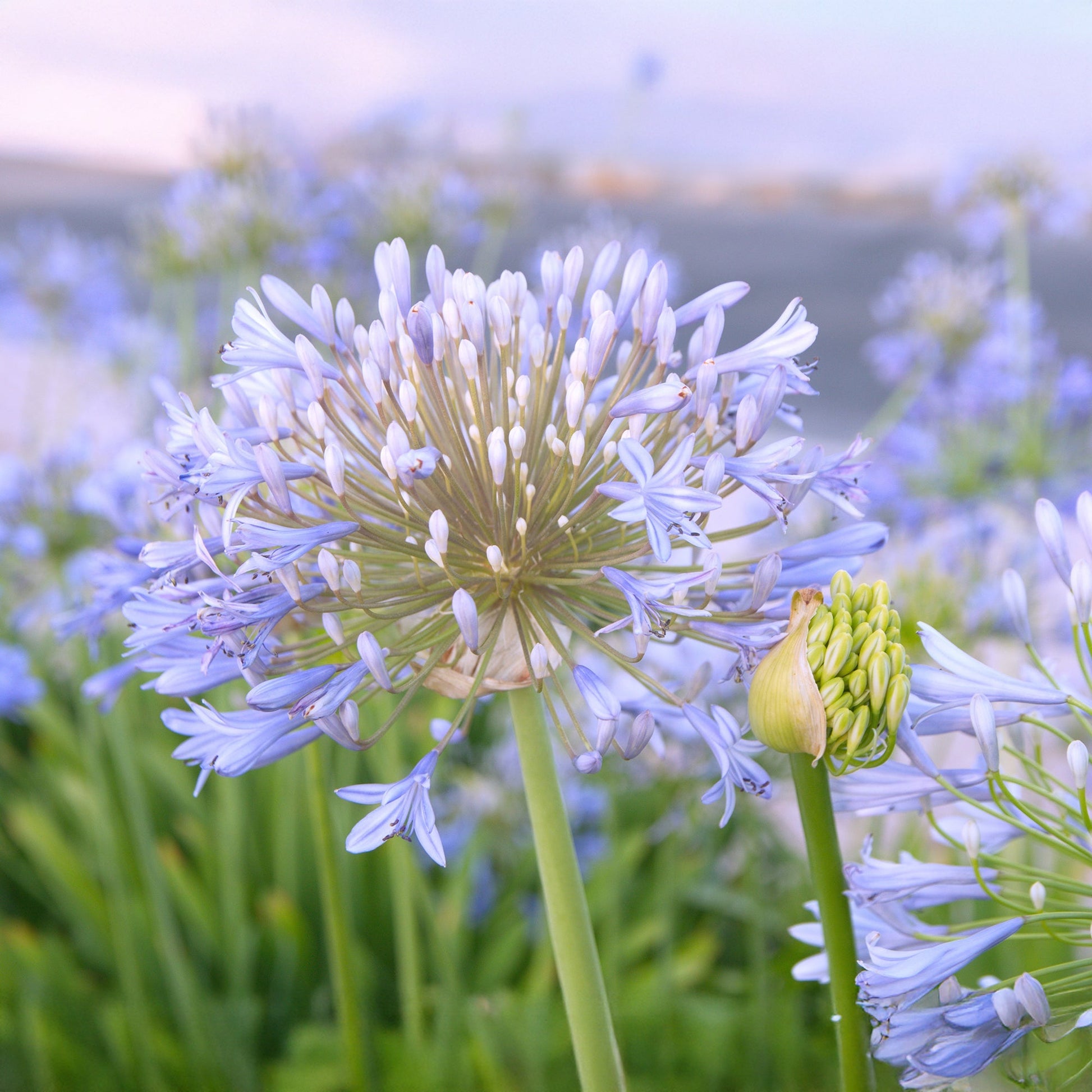 Afrikanlilja, Agapanthus 'Wolga'