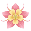 Akileijat paljasjuuritaimet / Aquilegia