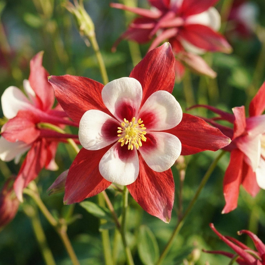 Akileija, Aquilegia 'Crimson Star'