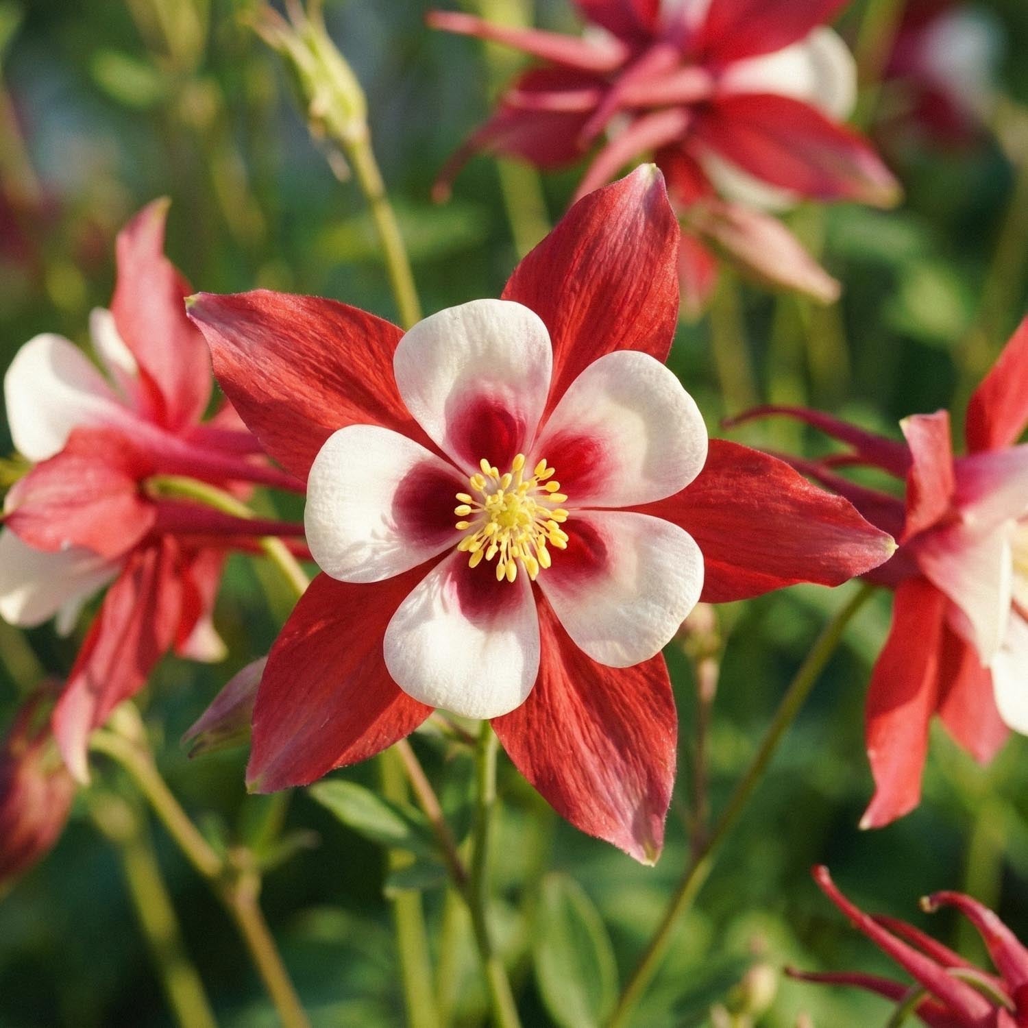 Akileija, Aquilegia 'Crimson Star'