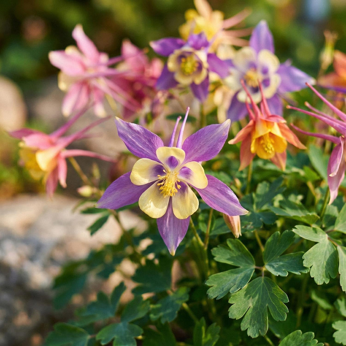 Akileija, Aquilegia 'McKana Hybrids'