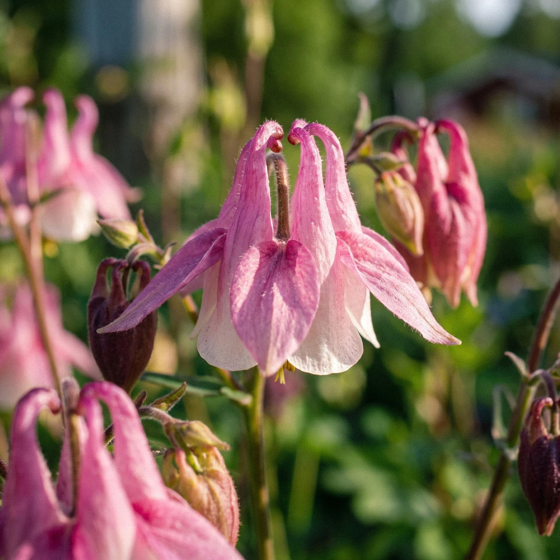 Akileijan siemenet 'Columbine' - 100 luonnonmukaista siementä