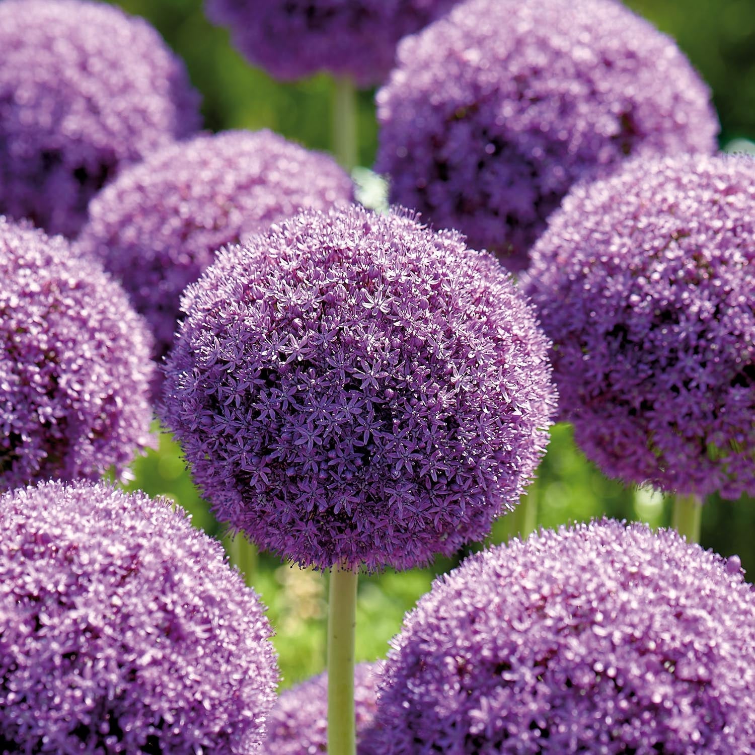 Allium, Koristelaukka 'Ambassador'