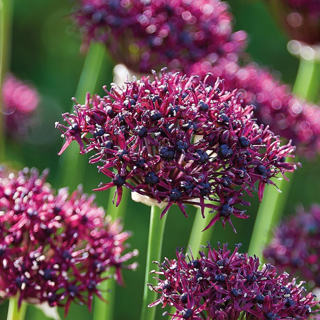 Allium, Koristelaukka 'Atropurpereum'
