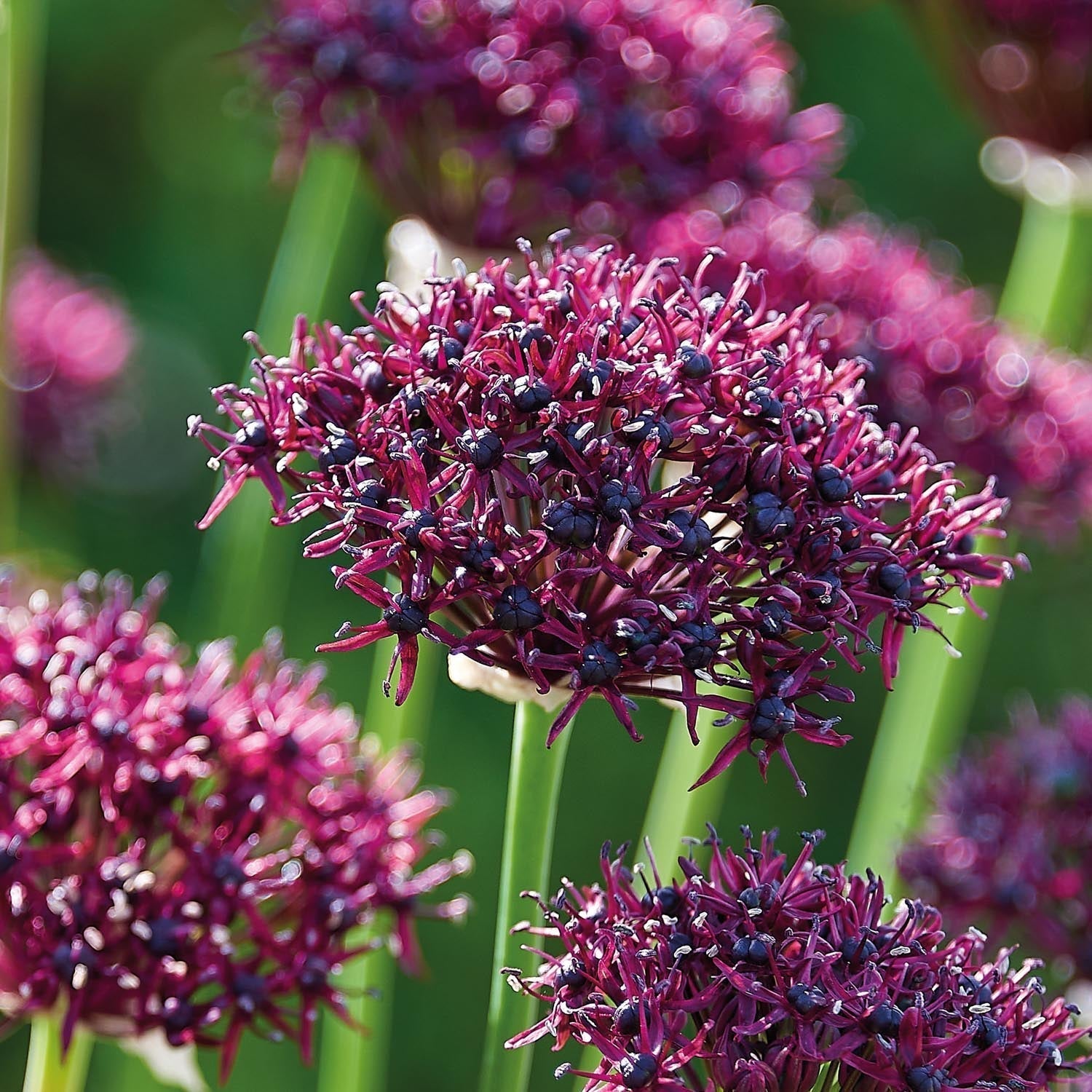 Allium, Koristelaukka 'Atropurpereum'
