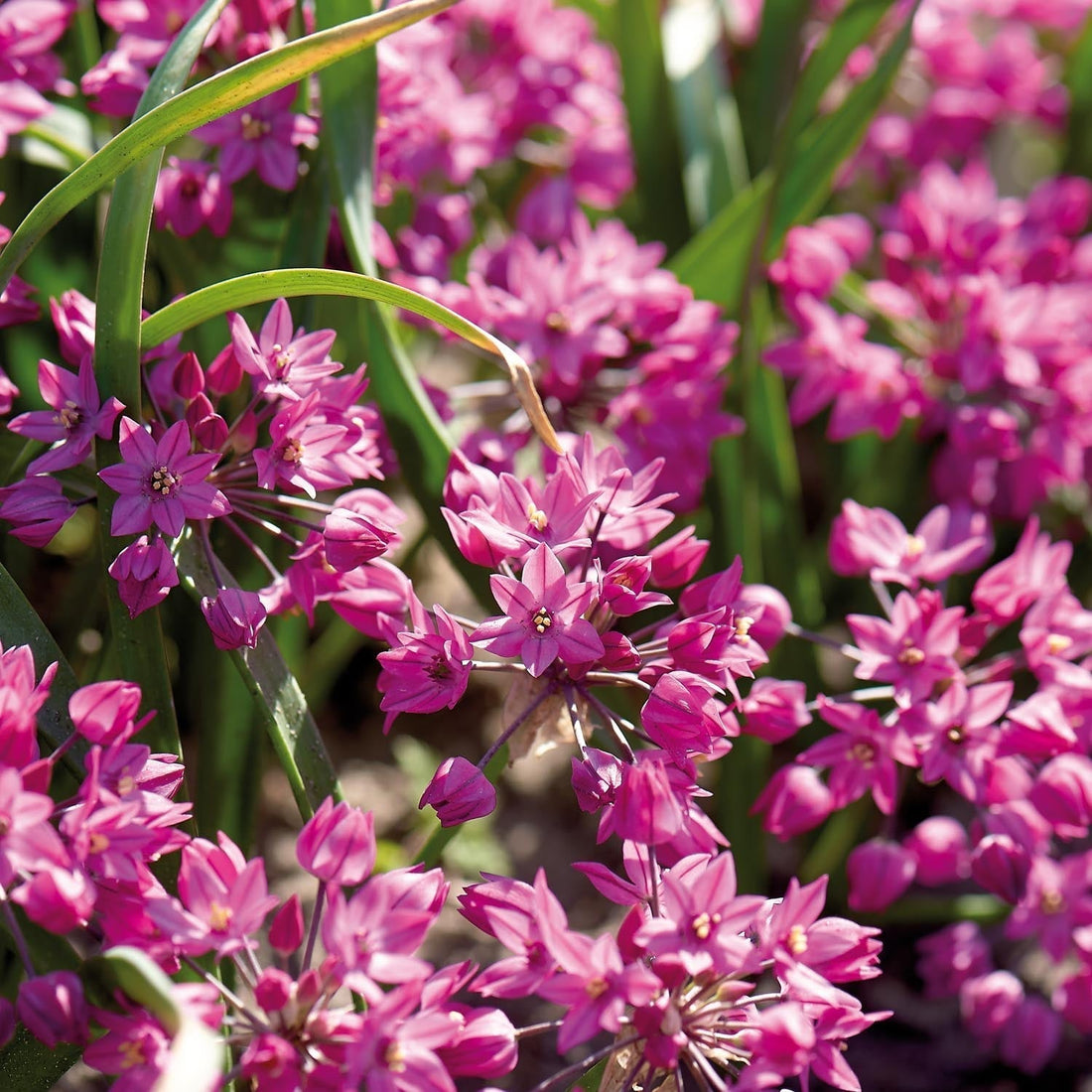 Allium, Koristelaukka 'Baltimore'