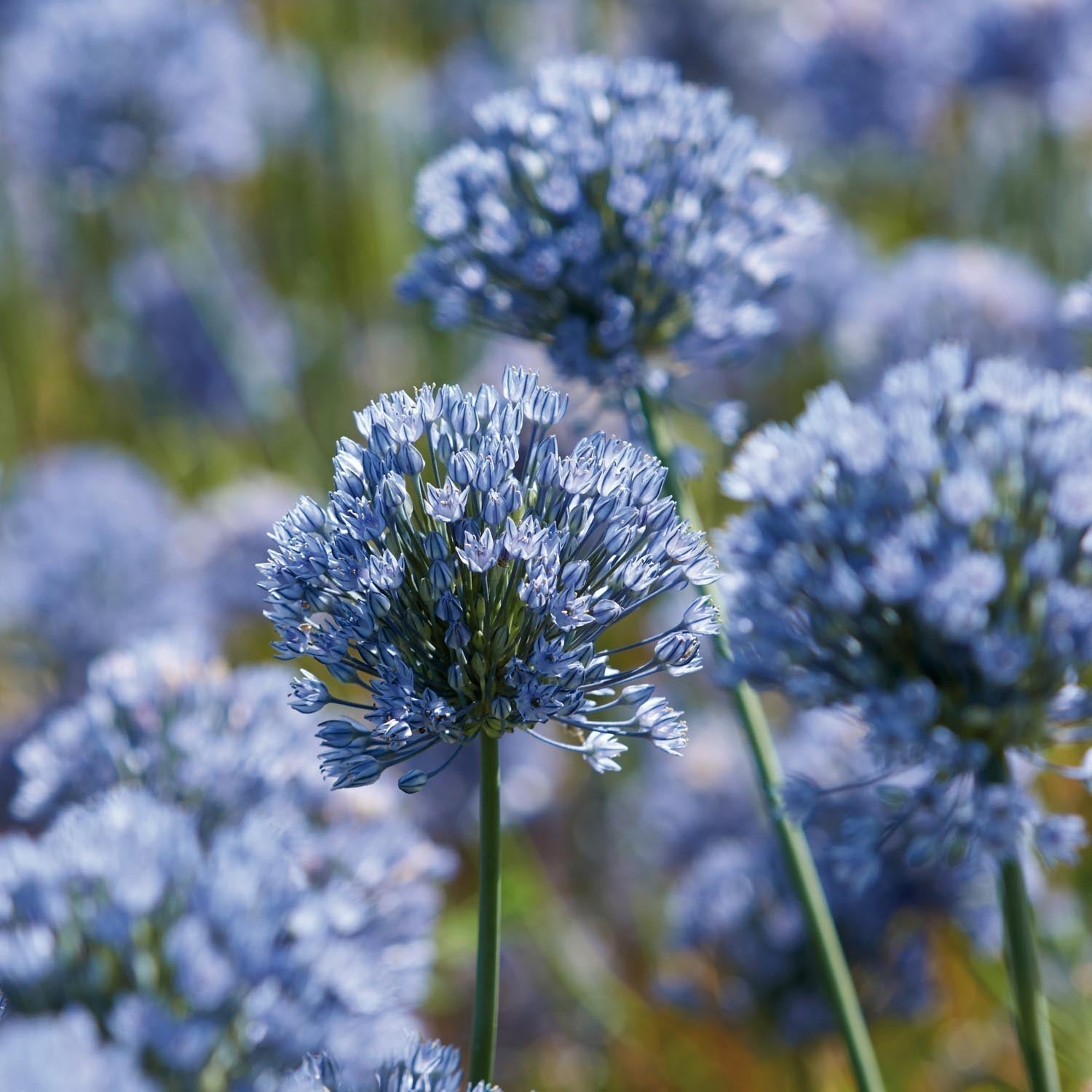 Allium, Koristelaukka 'Caeruleum'