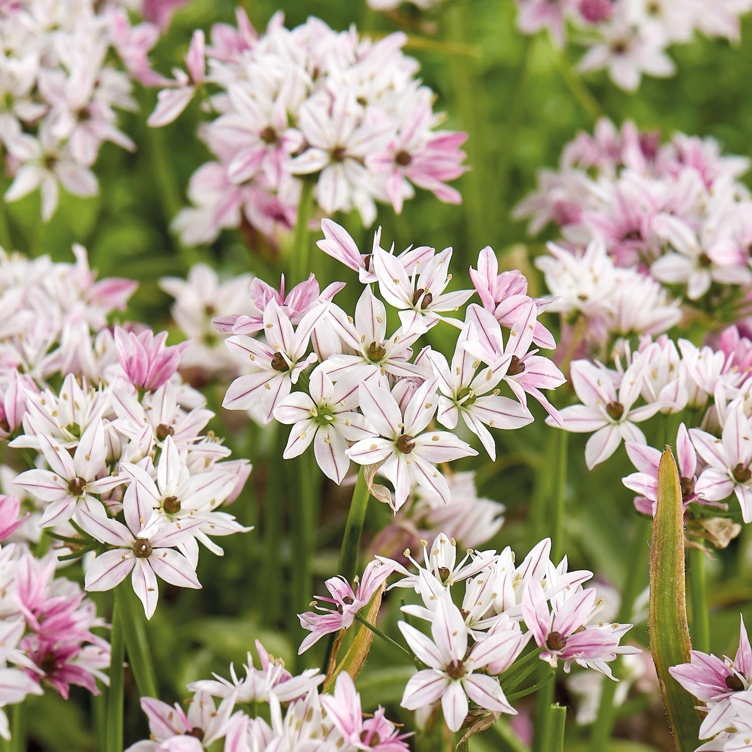 Allium, Koristelaukka 'Cameleon'