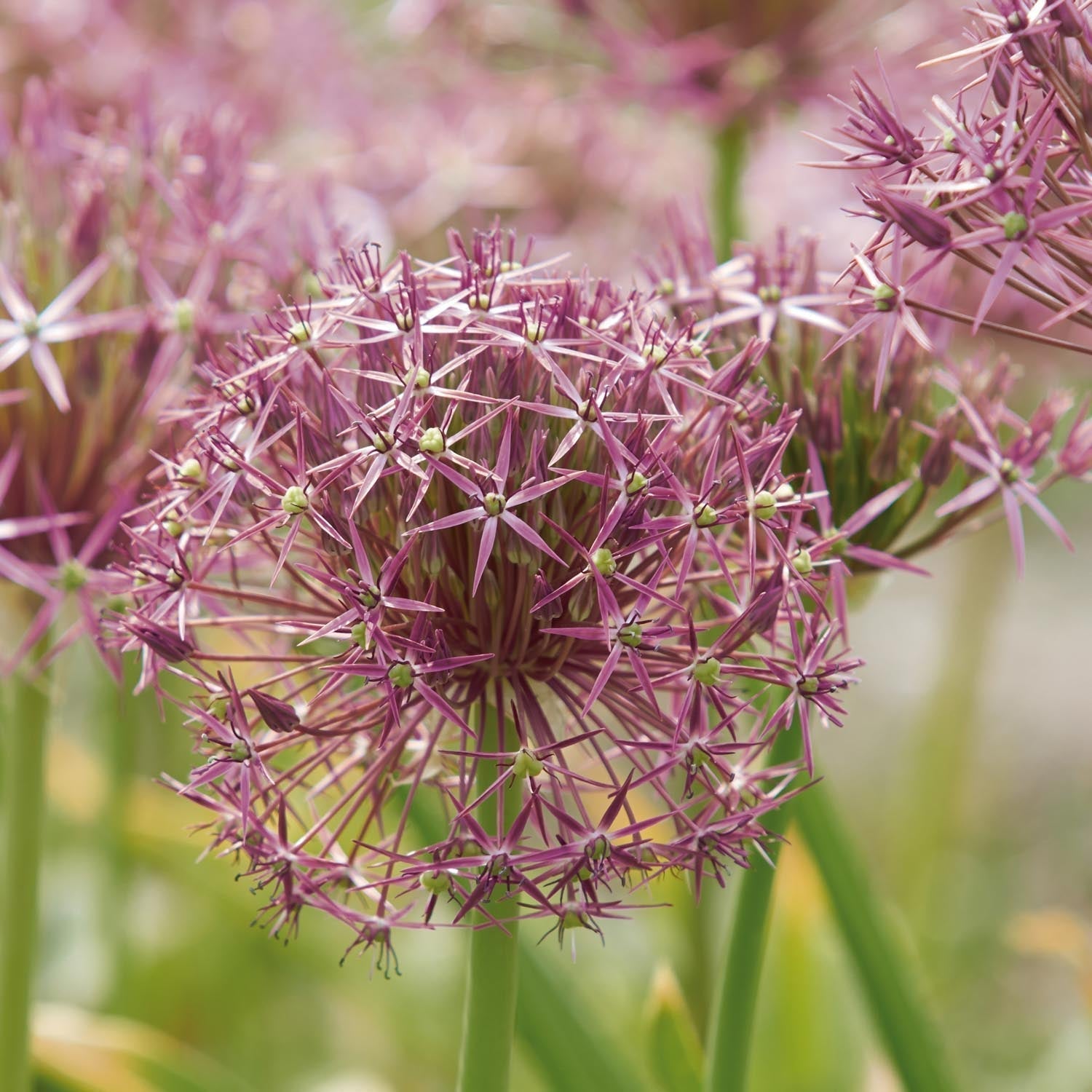 Allium, Koristelaukka 'Christophii'