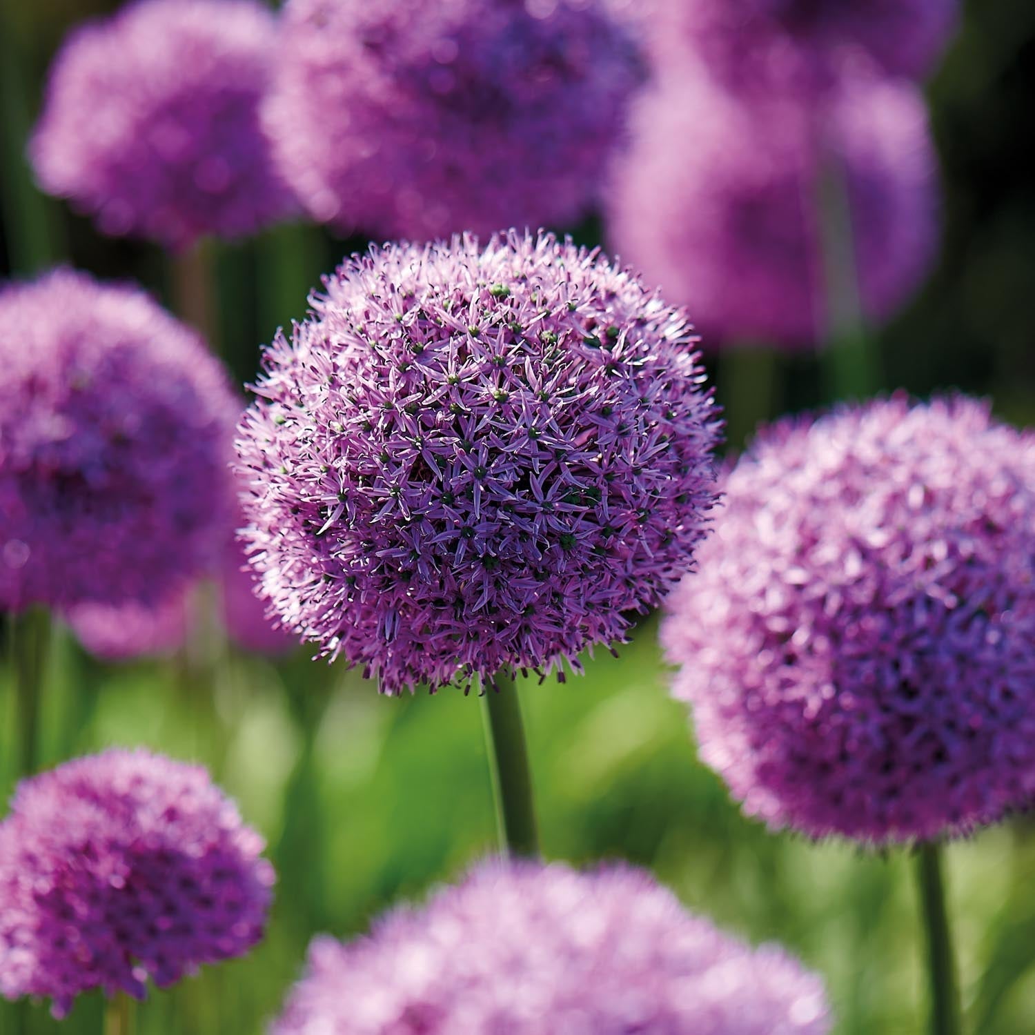 Allium, Koristelaukka 'Gladiator'