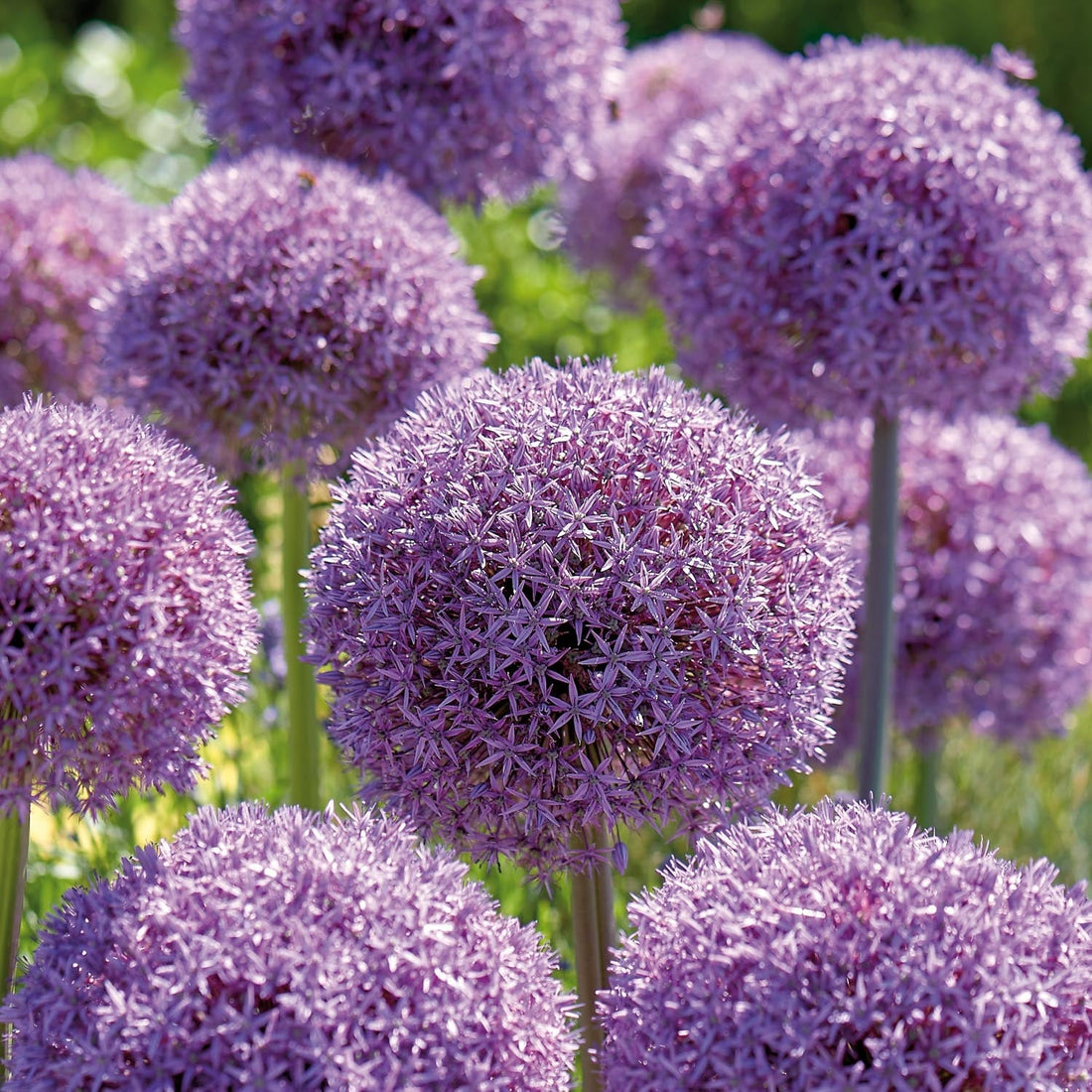 Allium, Koristelaukka 'Globemaster'