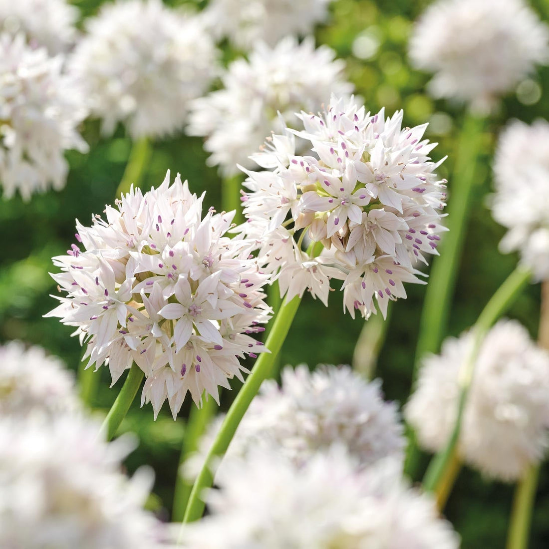Allium, Koristelaukka 'Graceful Beauty'