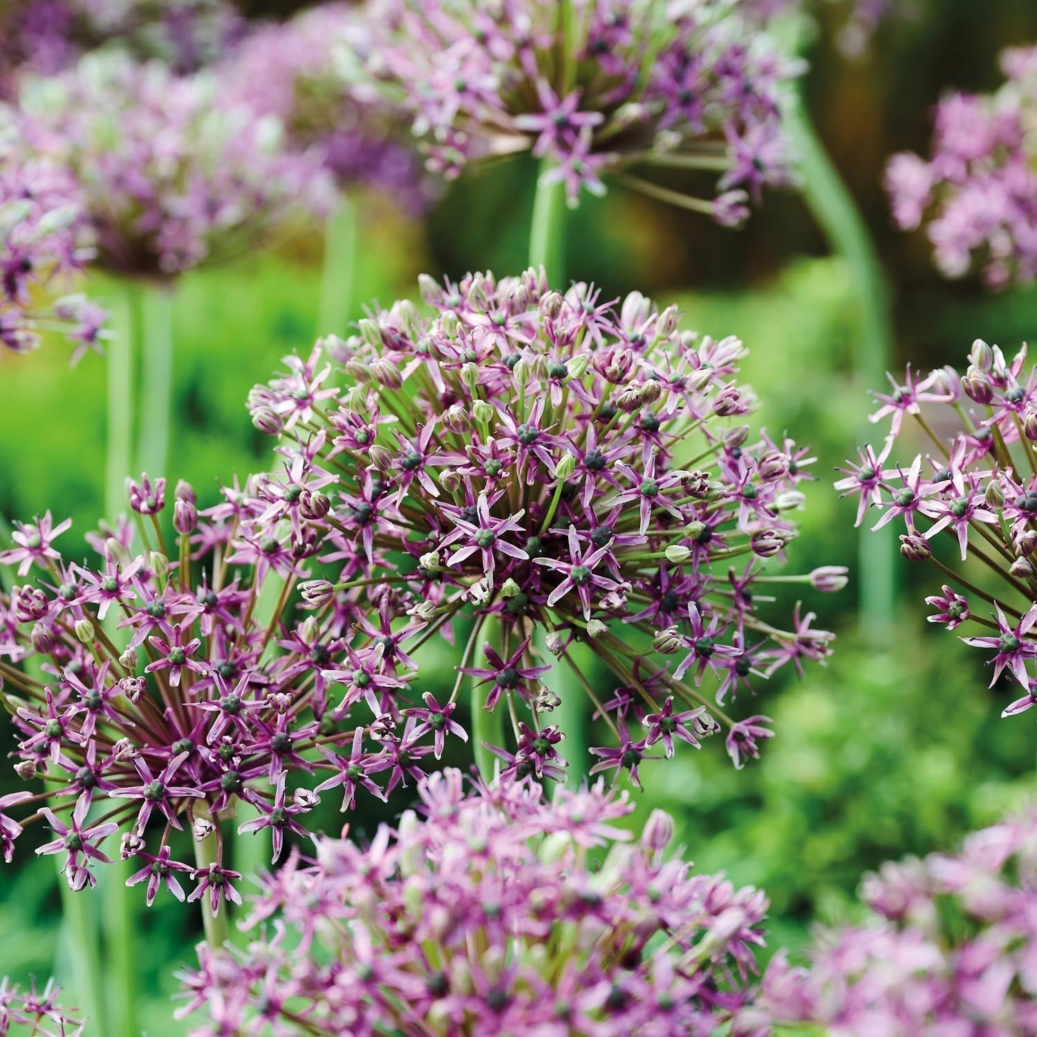 Allium, Koristelaukka 'Miami'