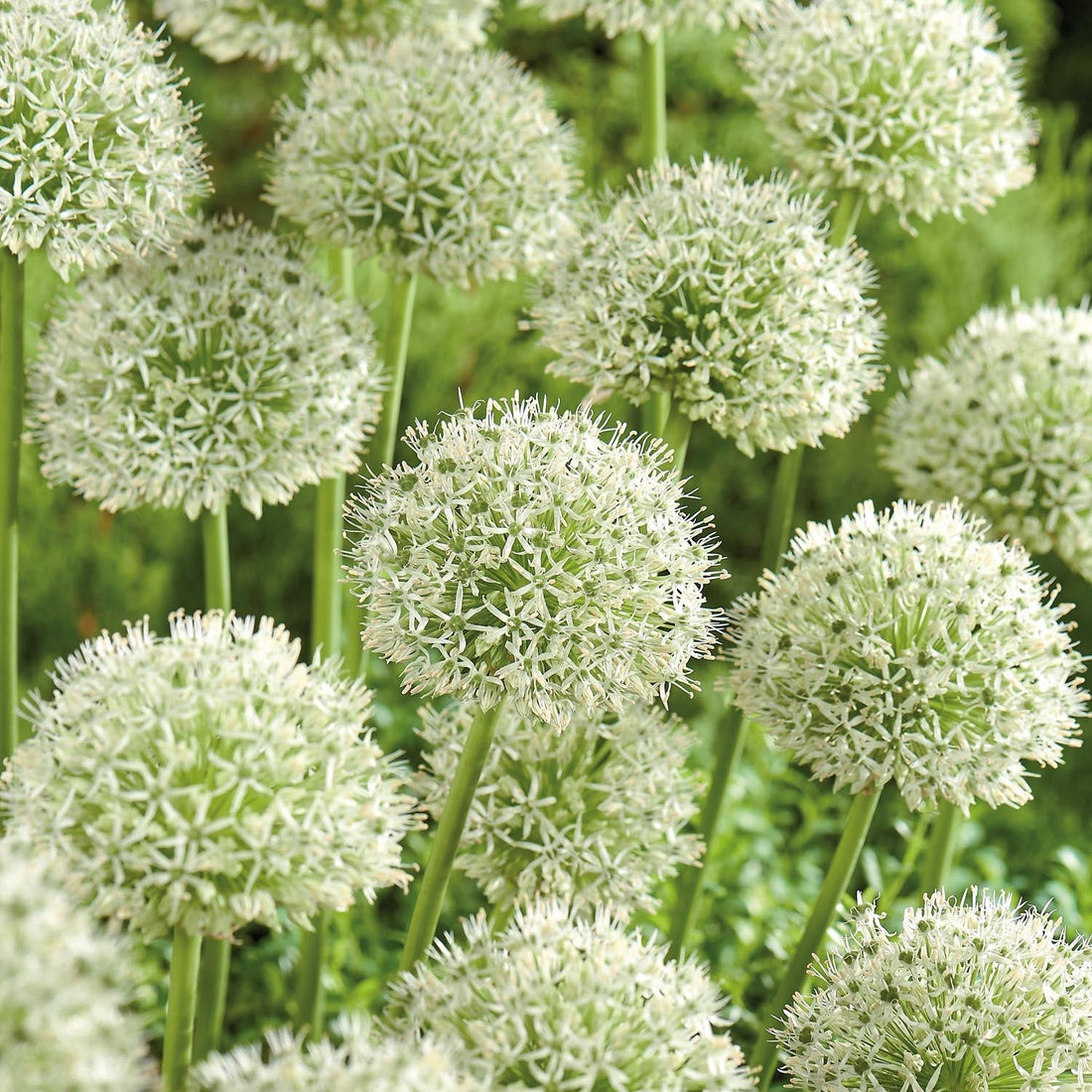 Allium, Koristelaukka 'Mont Blanc'
