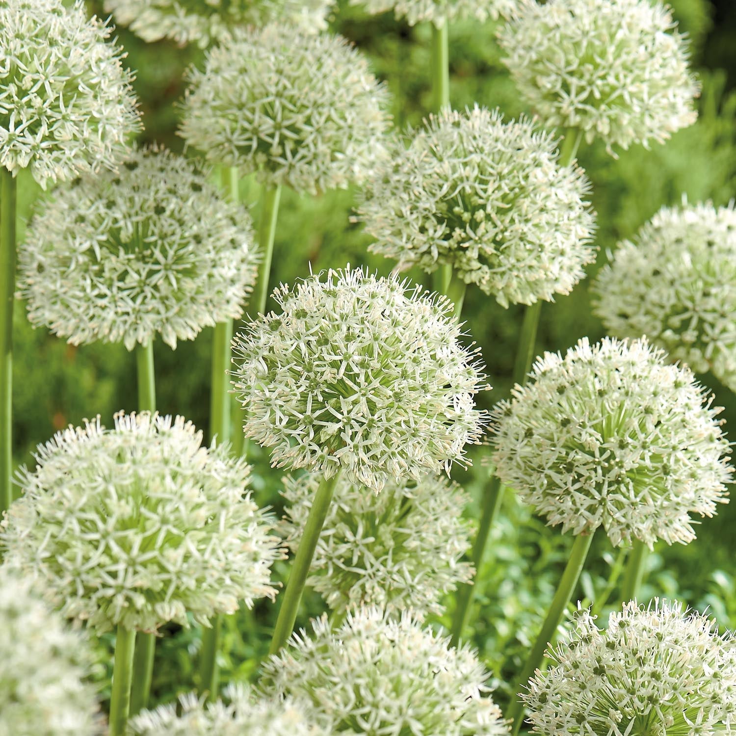 Allium, Koristelaukka 'Mont Blanc'