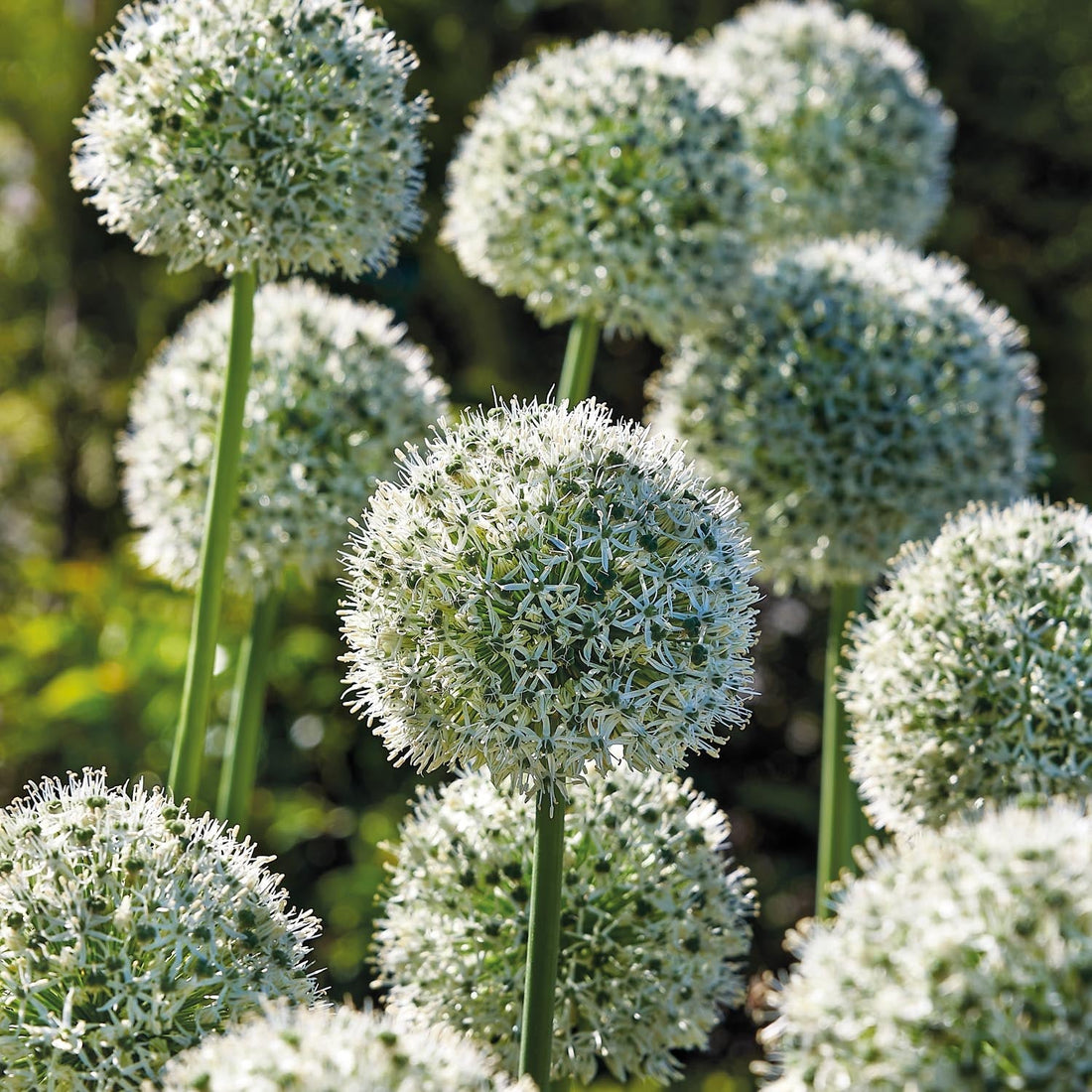 Allium, Koristelaukka 'Mount Everest'