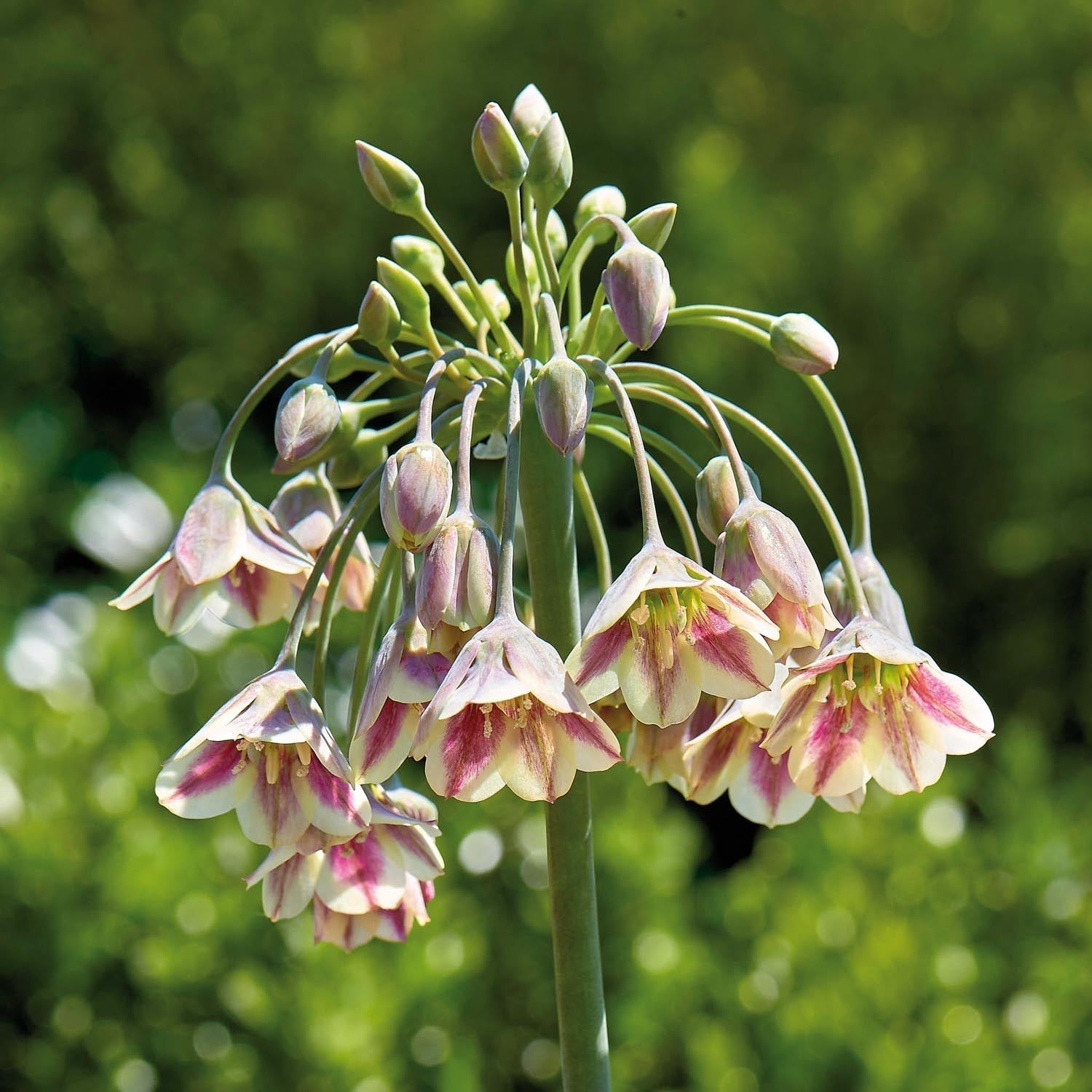 Allium, Koristelaukka 'Nectaroscordum/Bulgaricum'