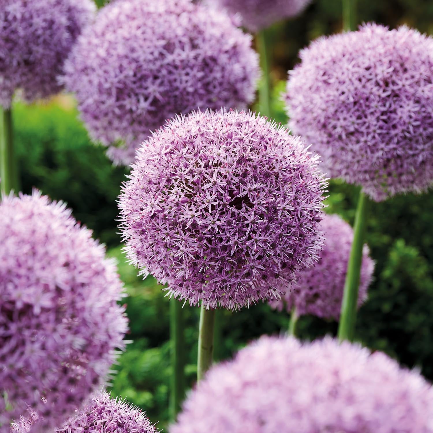 Allium, Koristelaukka 'Party Balloons'
