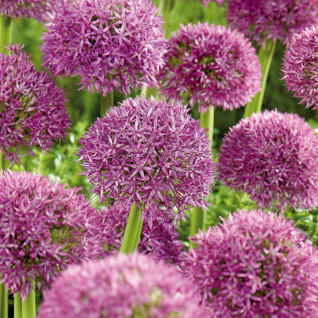 Allium, Koristelaukka 'Pinball Wizard'