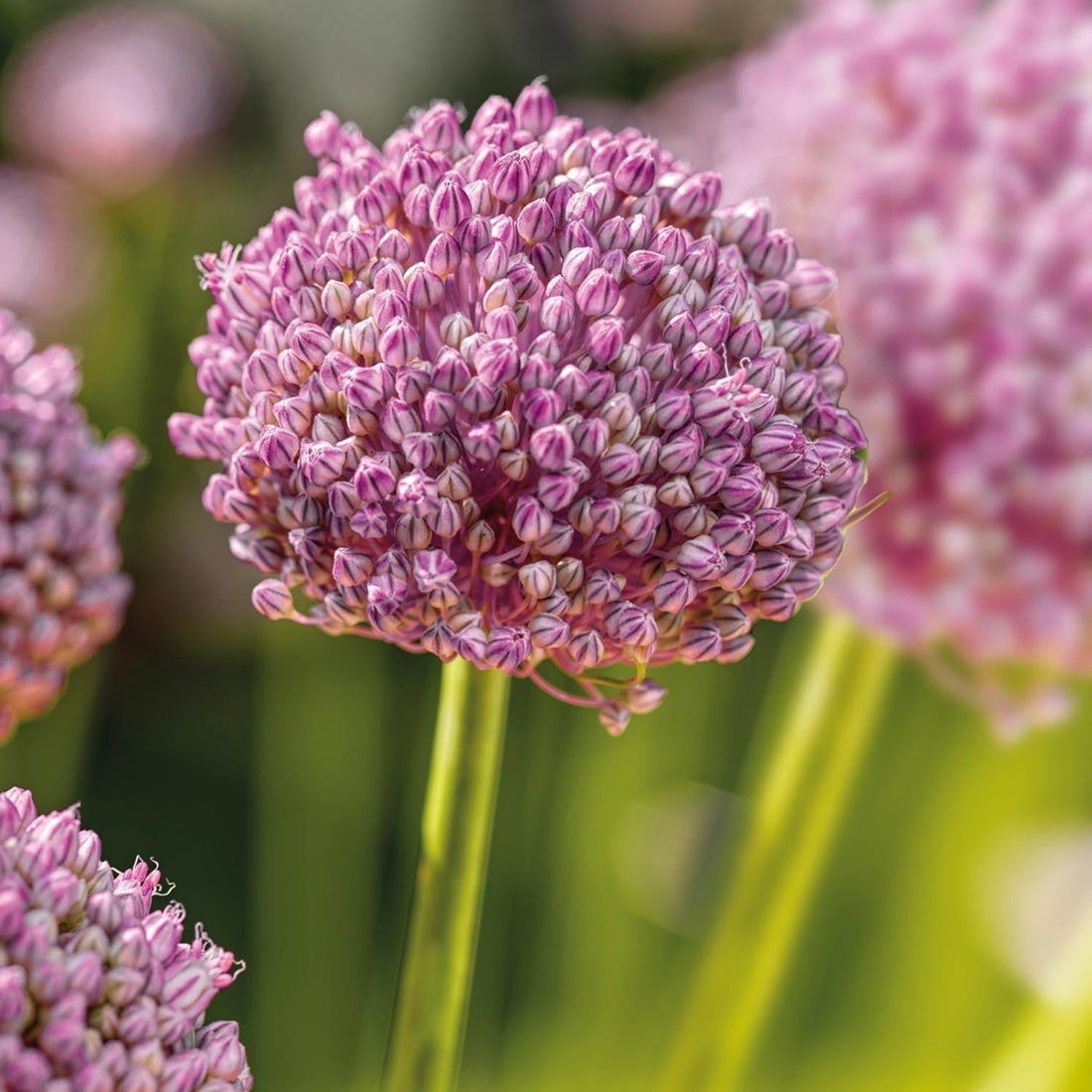 Allium, Koristelaukka 'Ping Pong'