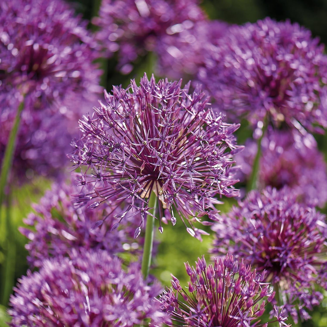 Allium, Koristelaukka 'Purple Rain'