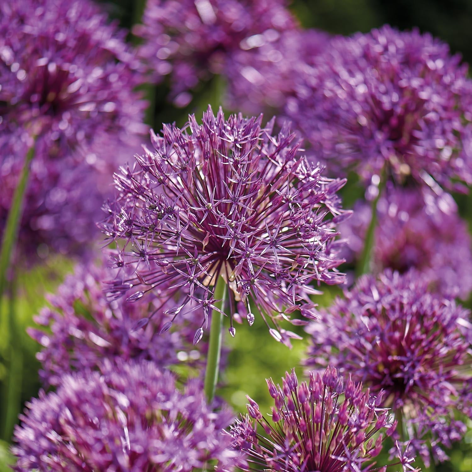 Allium, Koristelaukka 'Purple Rain'