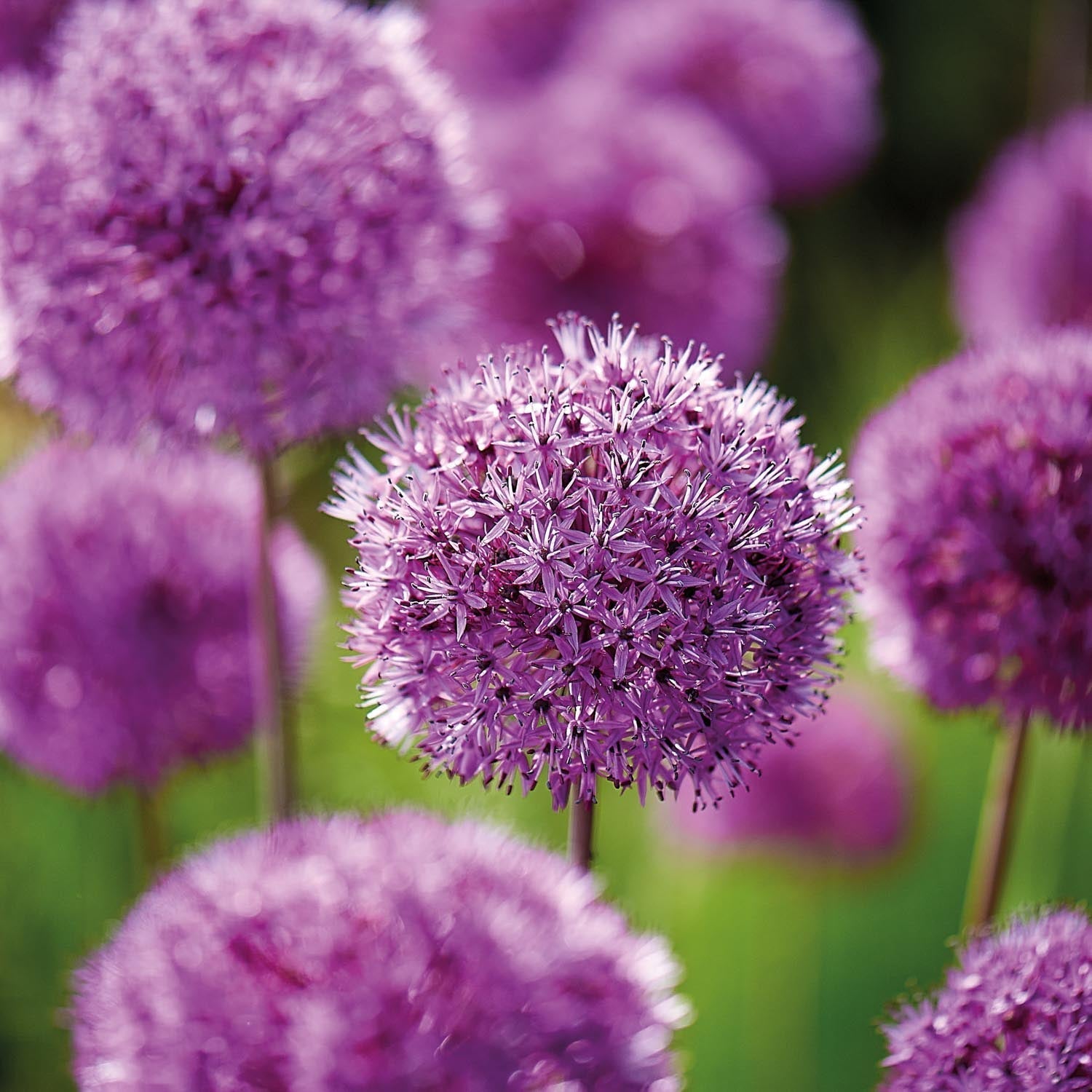 Allium, Koristelaukka 'Purple Sensation'