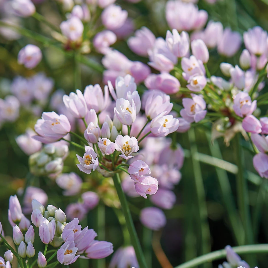 Allium, Koristelaukka 'Roseum'