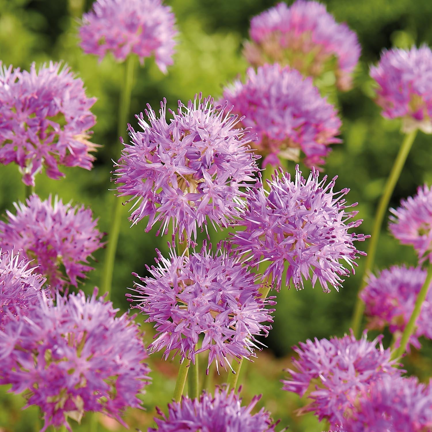 Allium, Koristelaukka 'Rosy Dream'