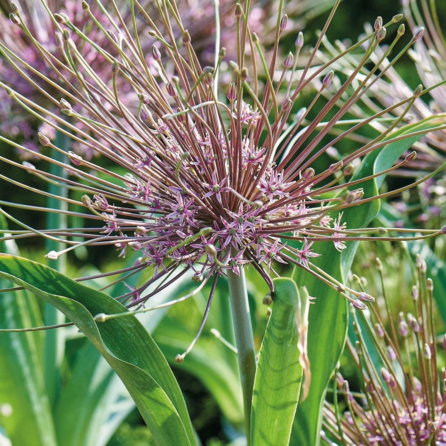 Allium, Koristelaukka 'Schubertii'