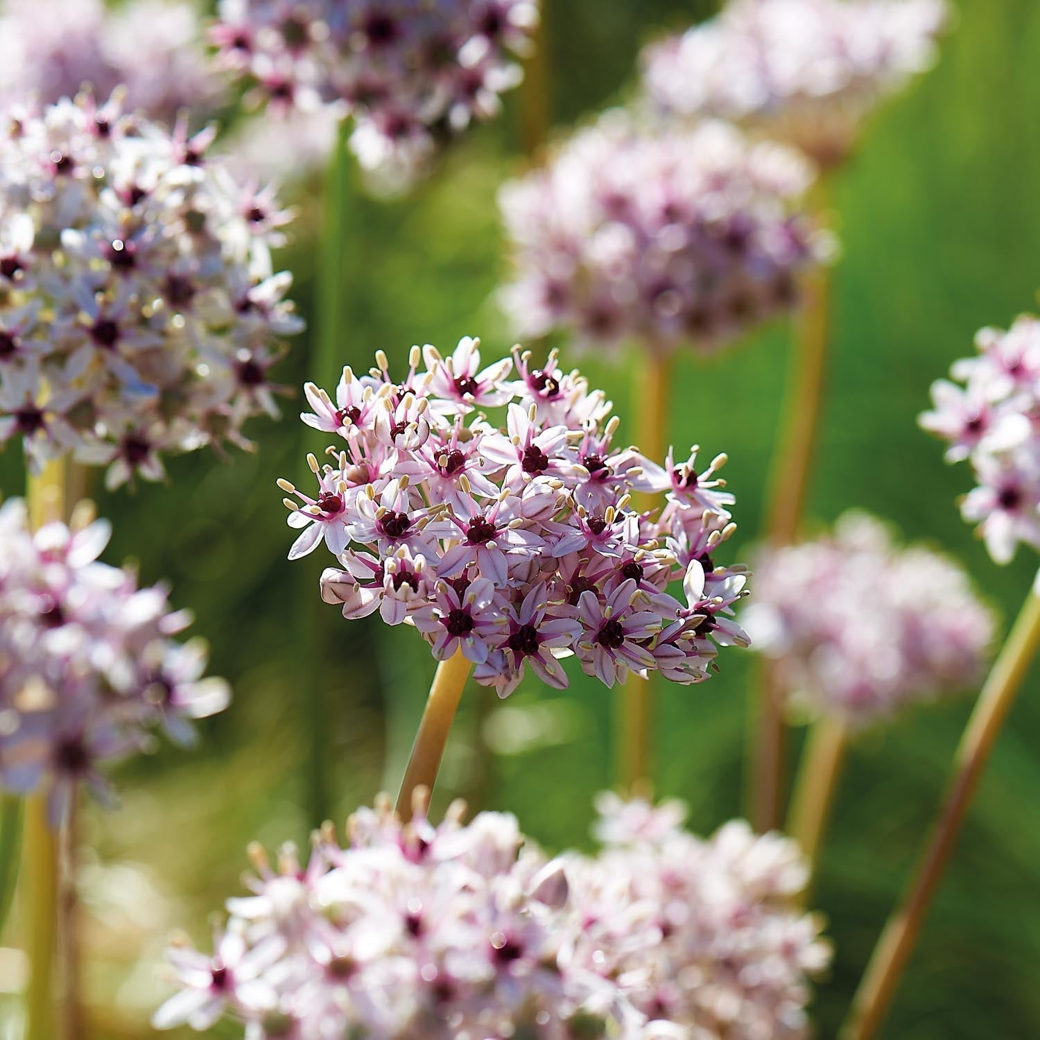 Allium, Koristelaukka 'Silver Spring'