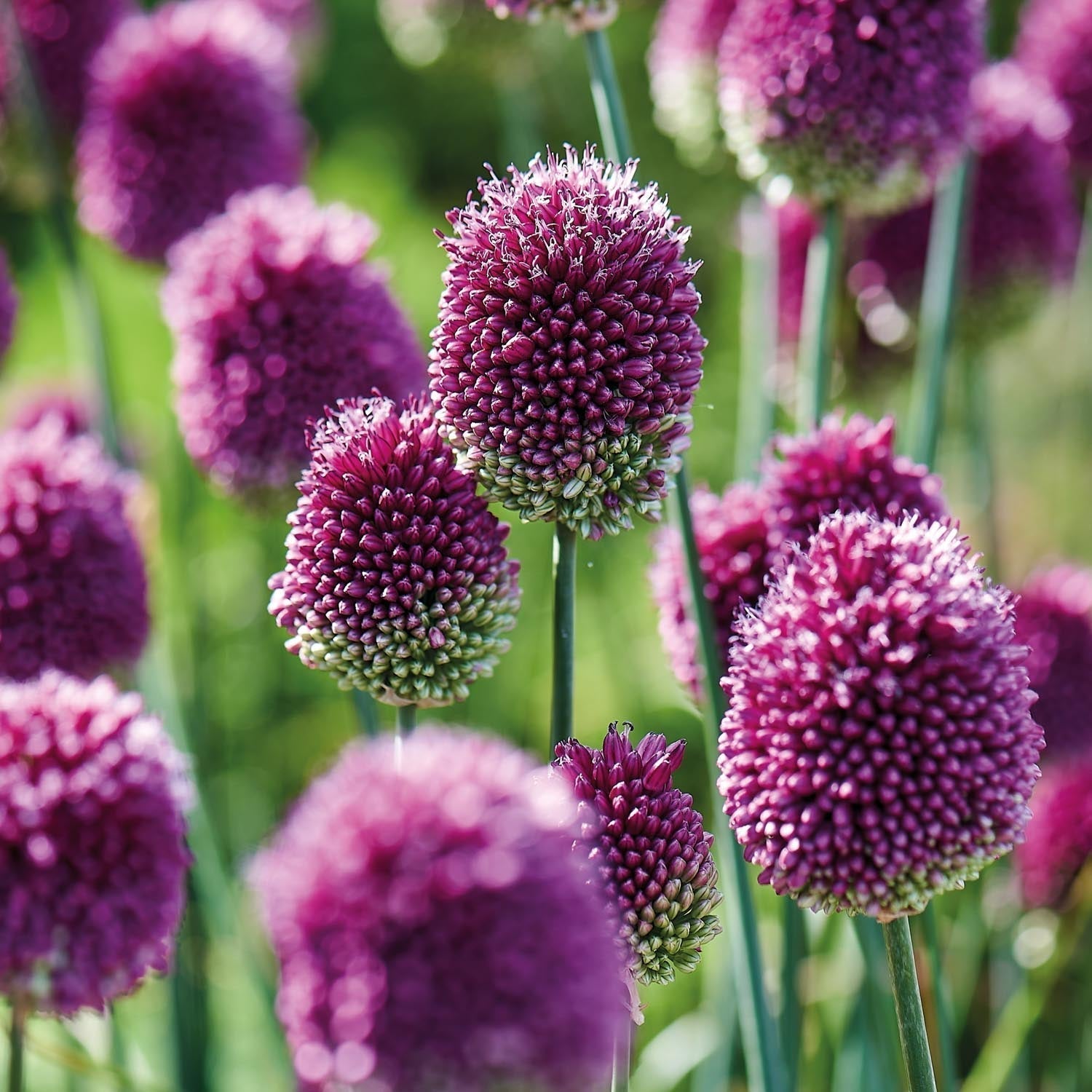 Allium, Koristelaukka 'Sphaerocephalon'