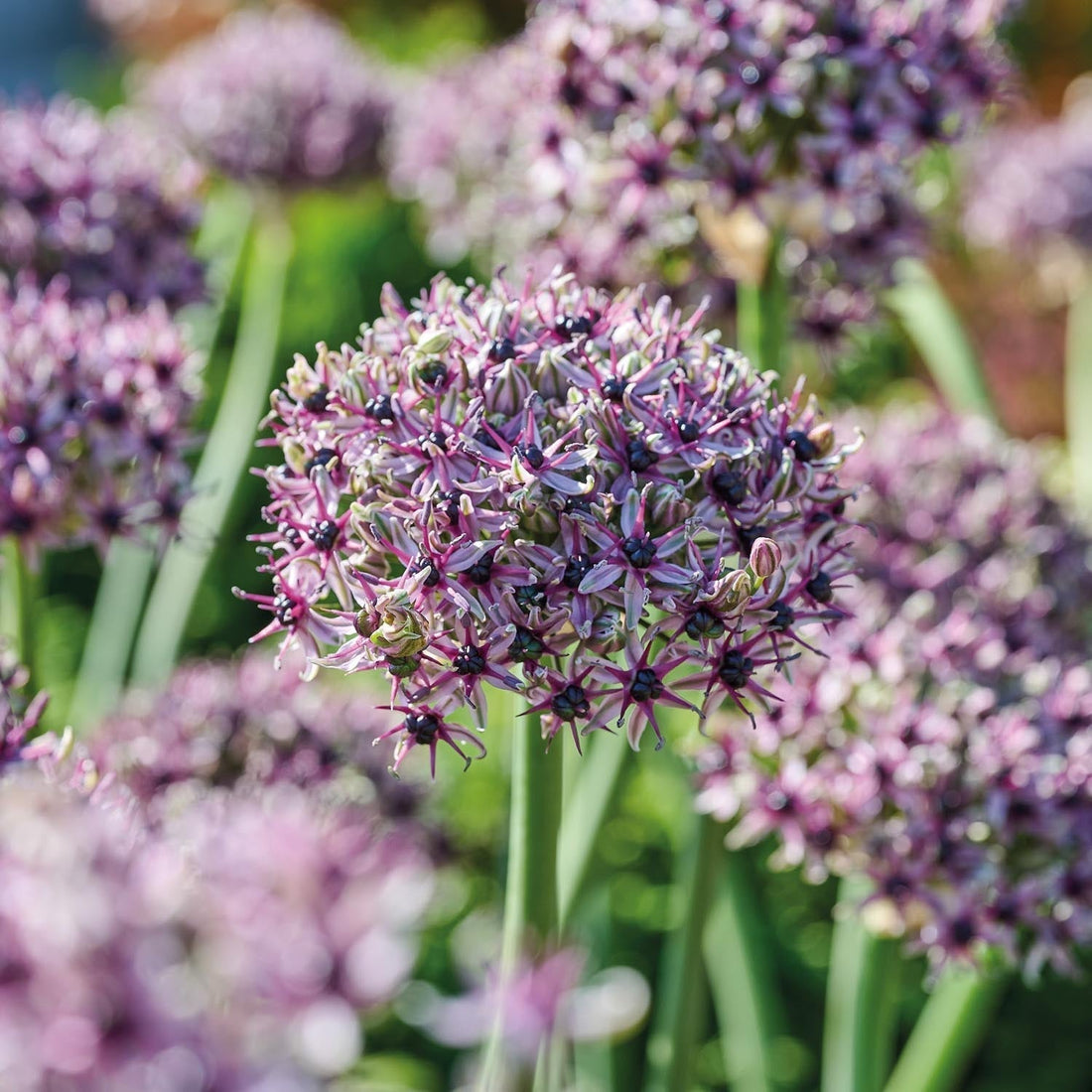 Allium, Koristelaukka 'Starlight'
