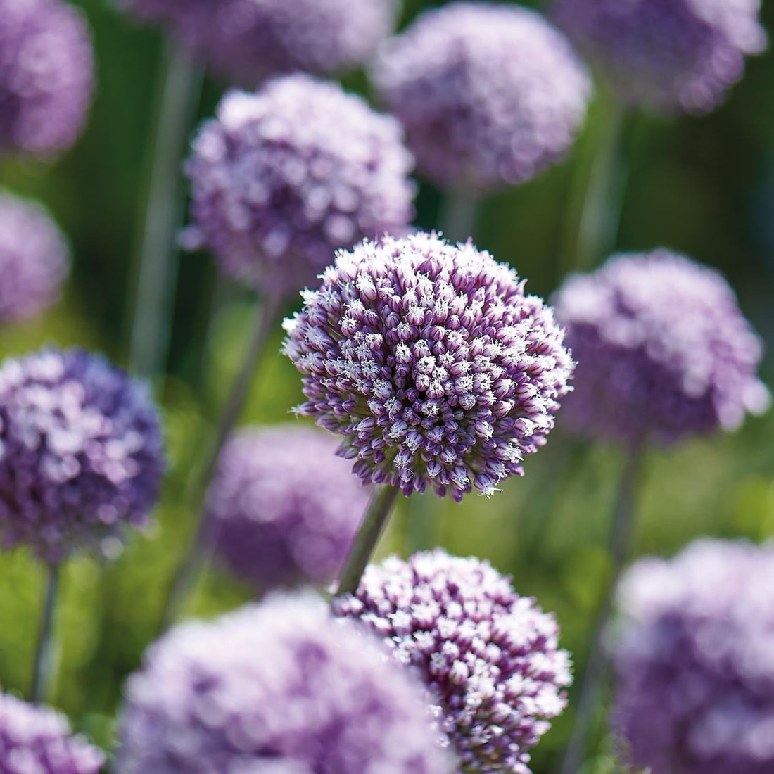Allium, Koristelaukka 'Summer Drummer'