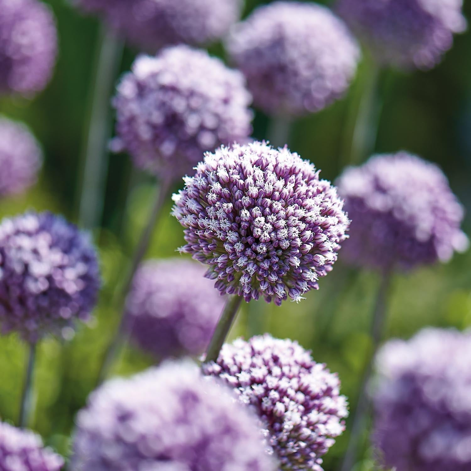 Allium, Koristelaukka 'Summer Drummer'