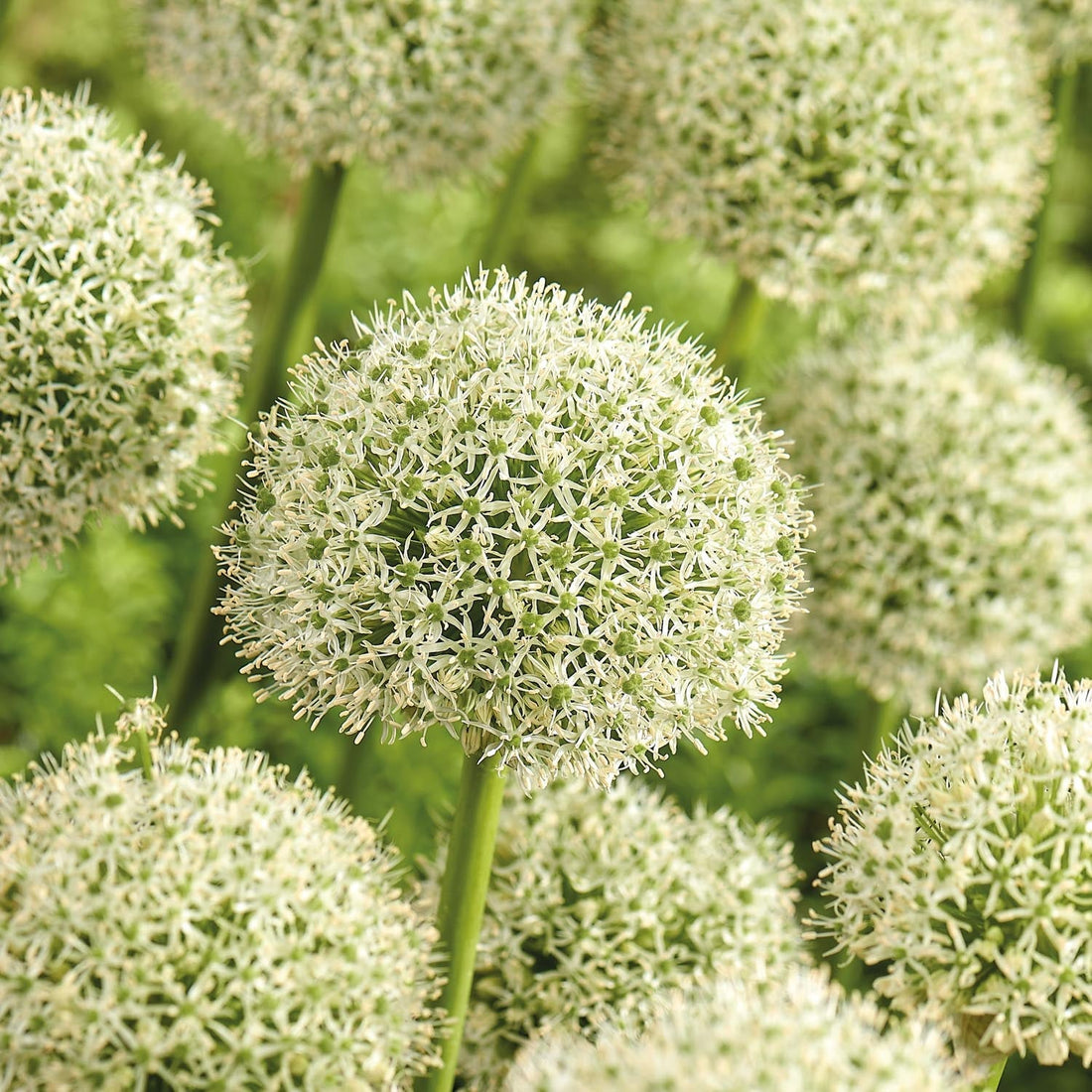 Allium, Koristelaukka 'White Giant'