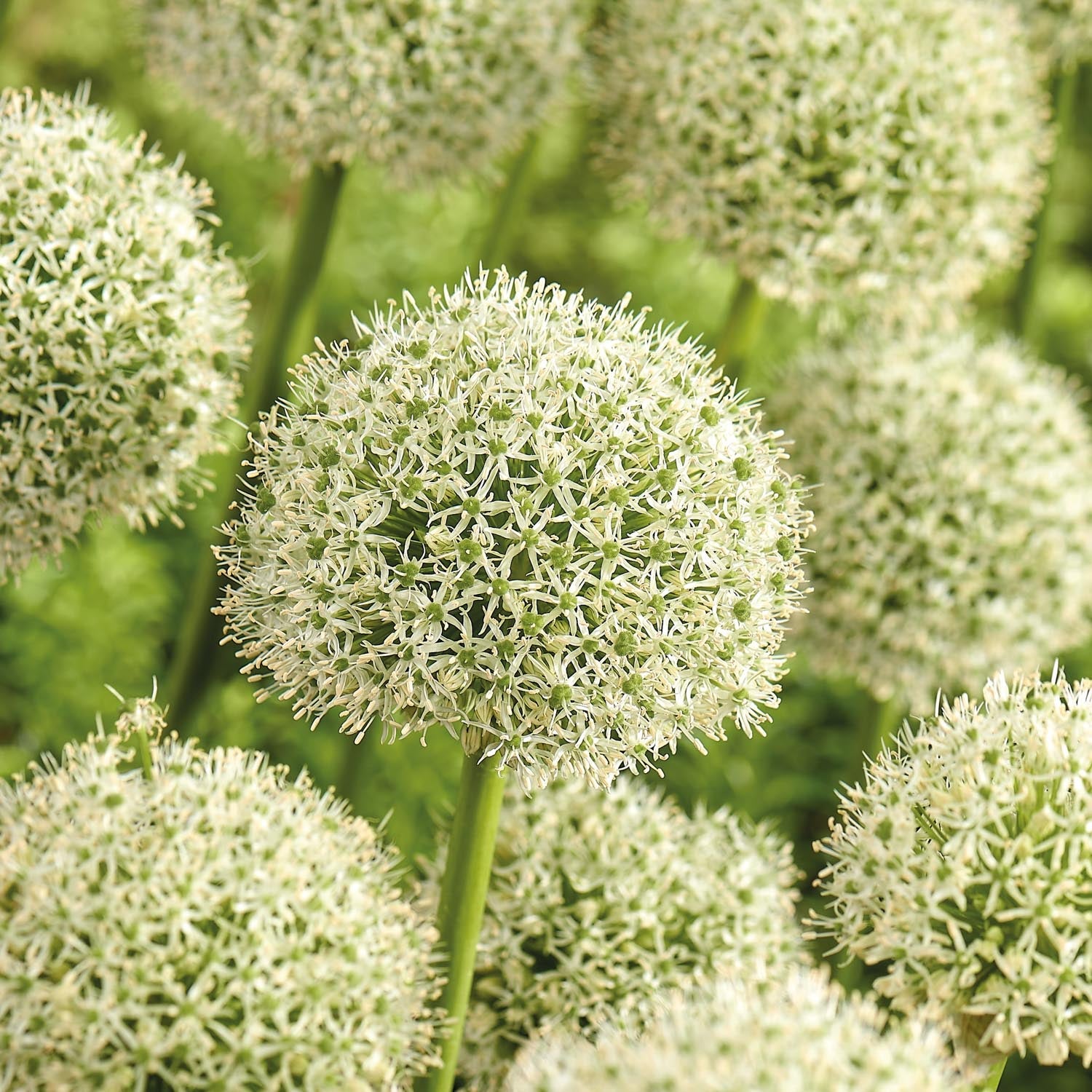 Allium, Koristelaukka 'White Giant'