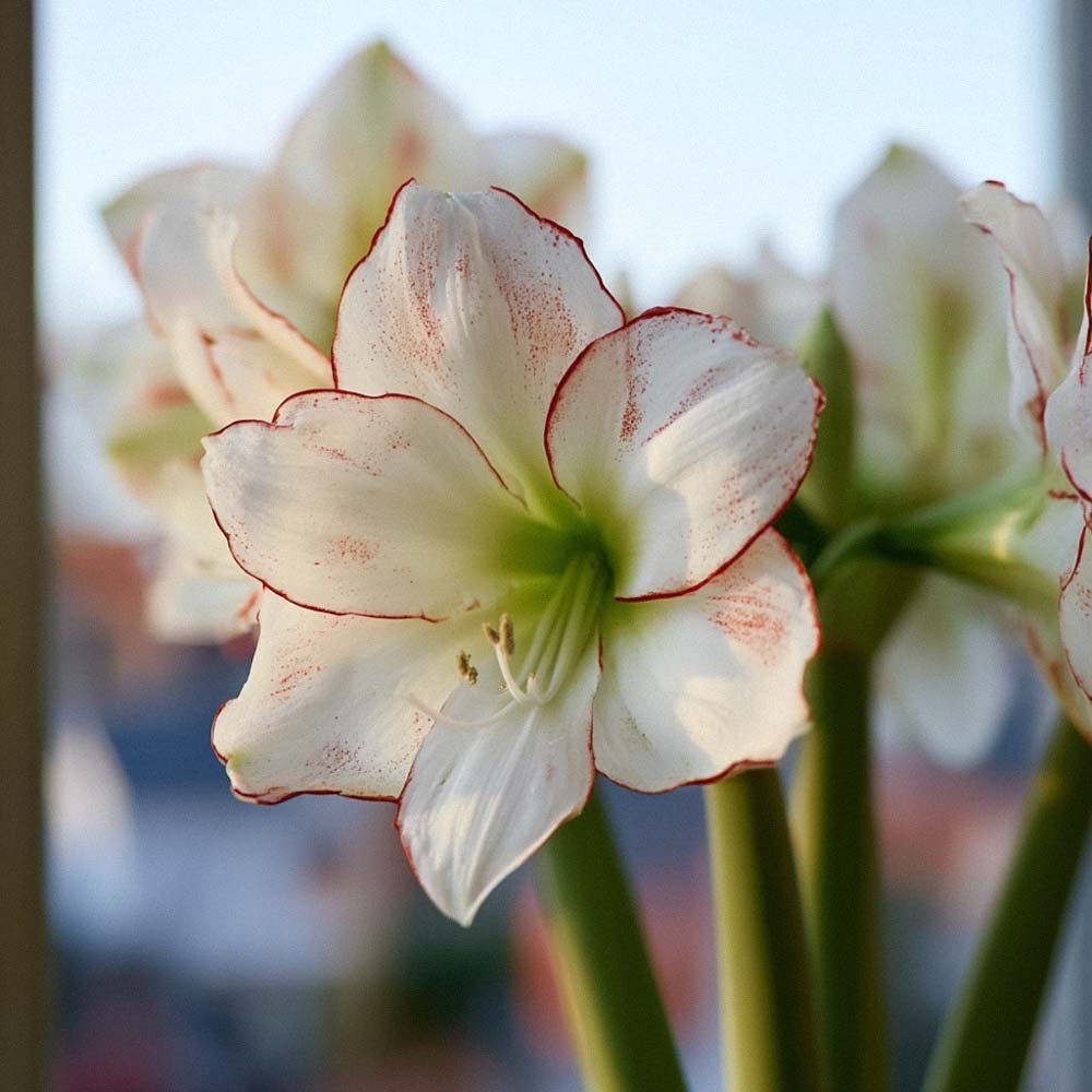 Amaryllis 'Picasso'
