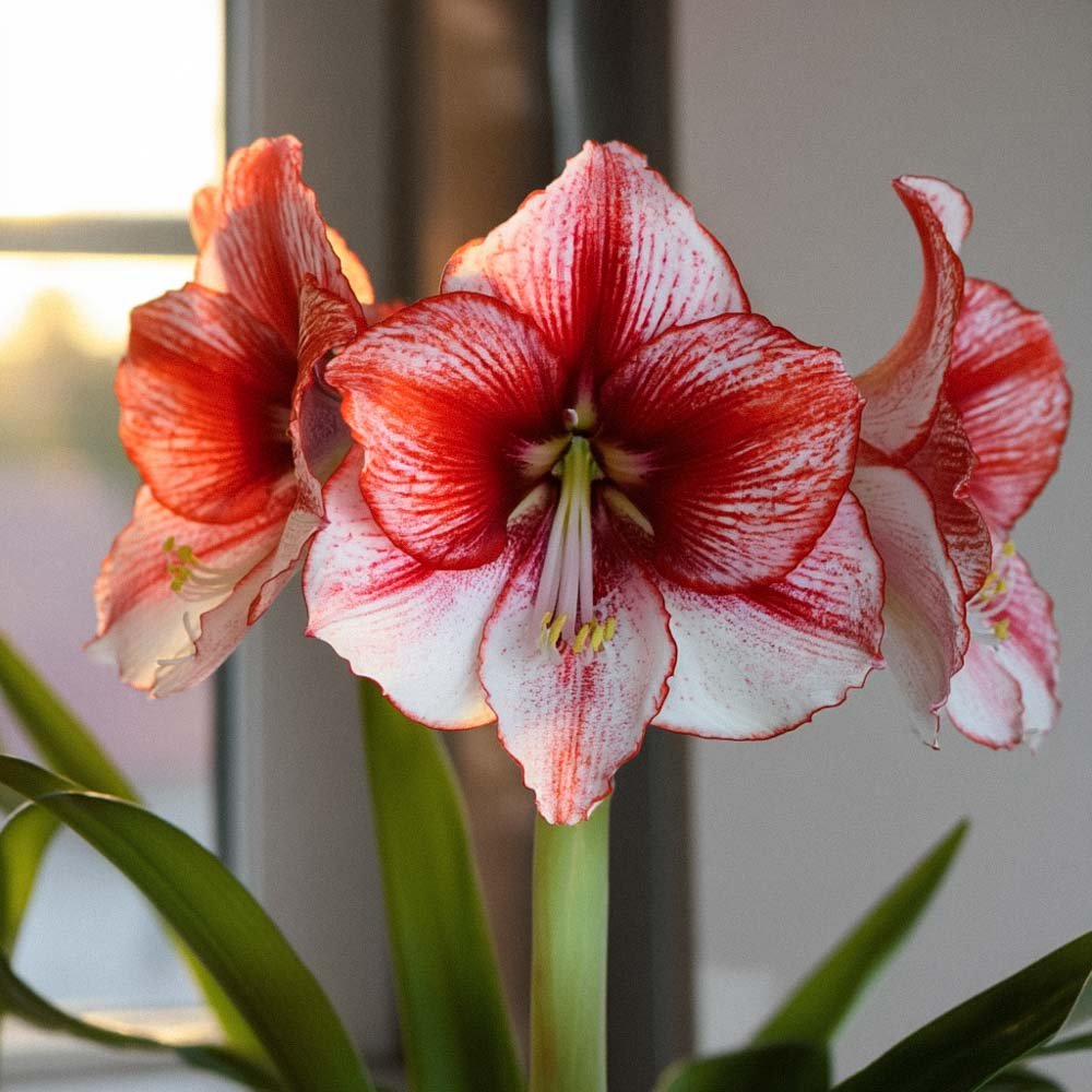 Amaryllis 'Showmaster'