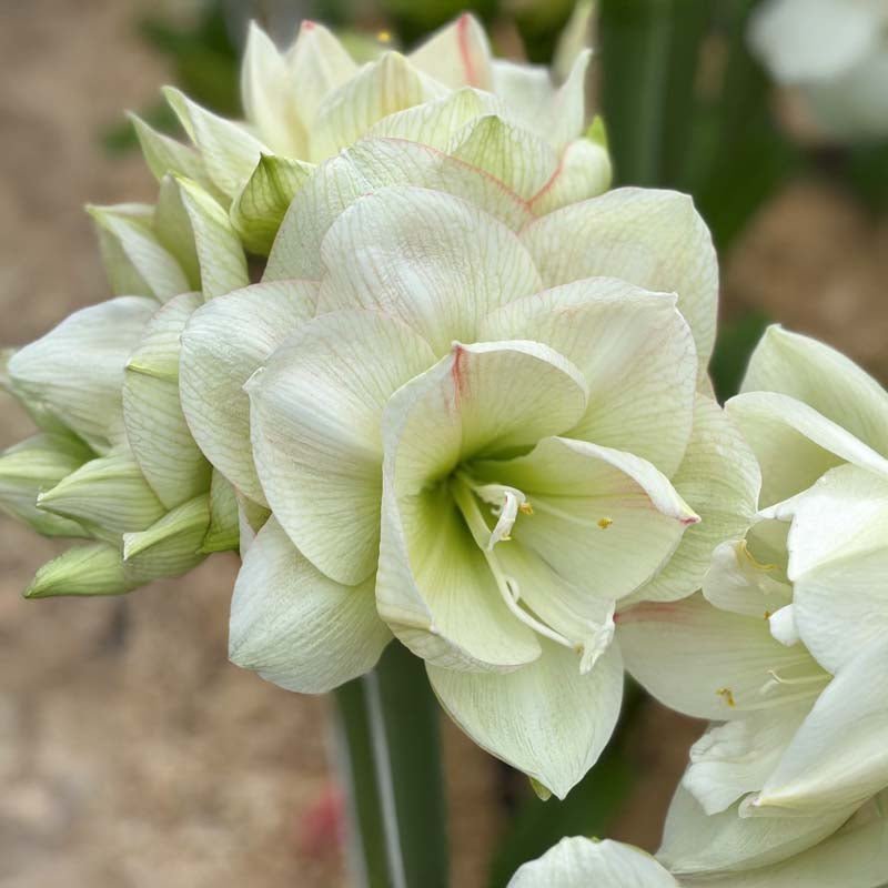 Amaryllis 'White Amadeus'