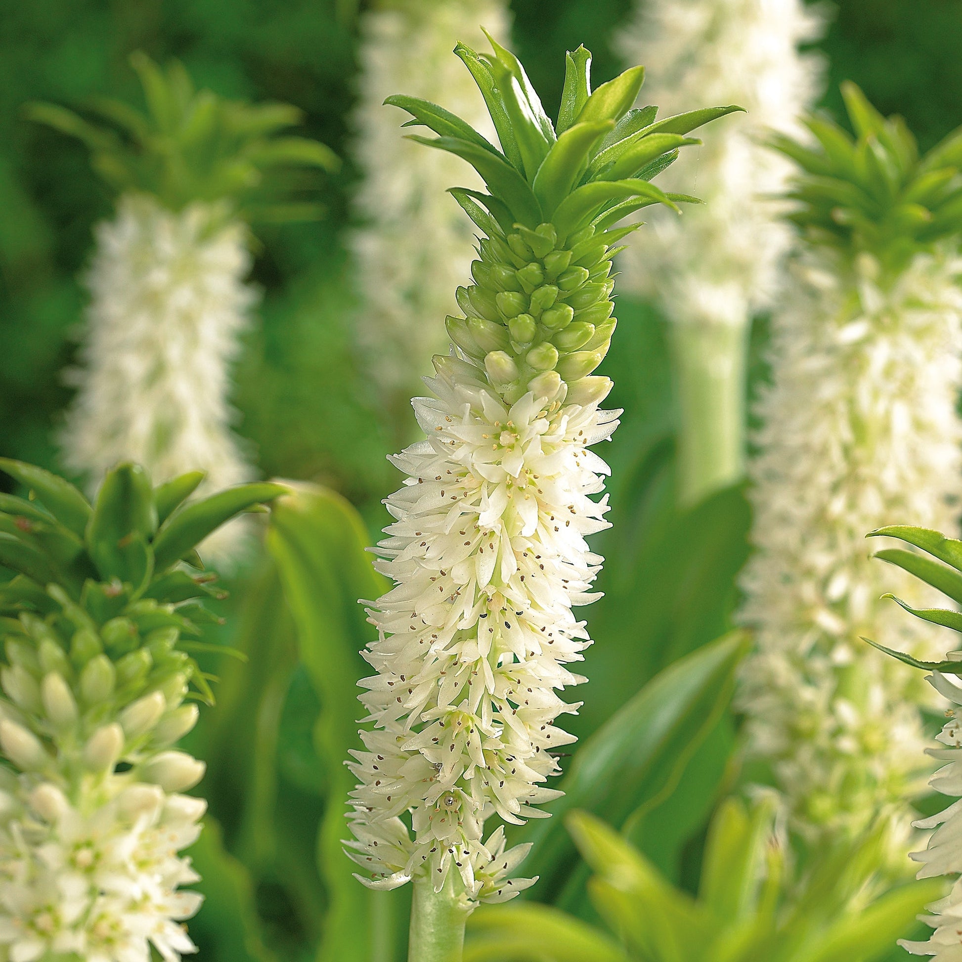 Ananasliljat, Eucomis 'Autumnalis'
