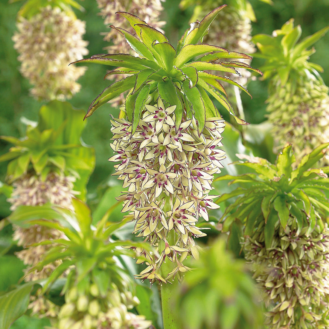 Ananasliljat, Eucomis 'Bicolor'
