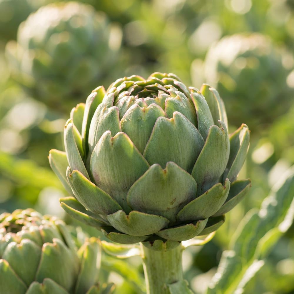 Artisokka 'Green Globe'