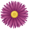 Aster paljasjuuritaimet
