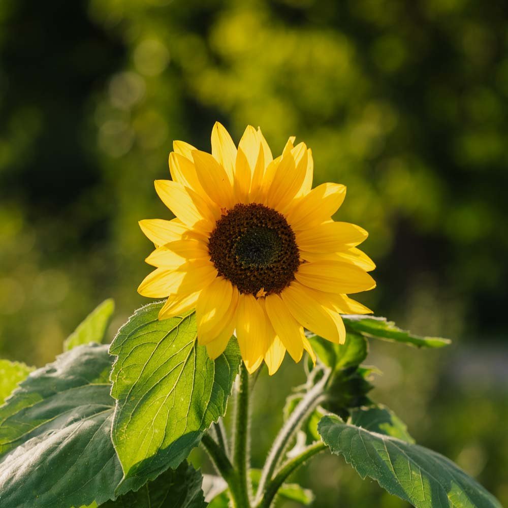 Auringonkukan siemenet 'Medium Flowered' - 20 luomusiementä