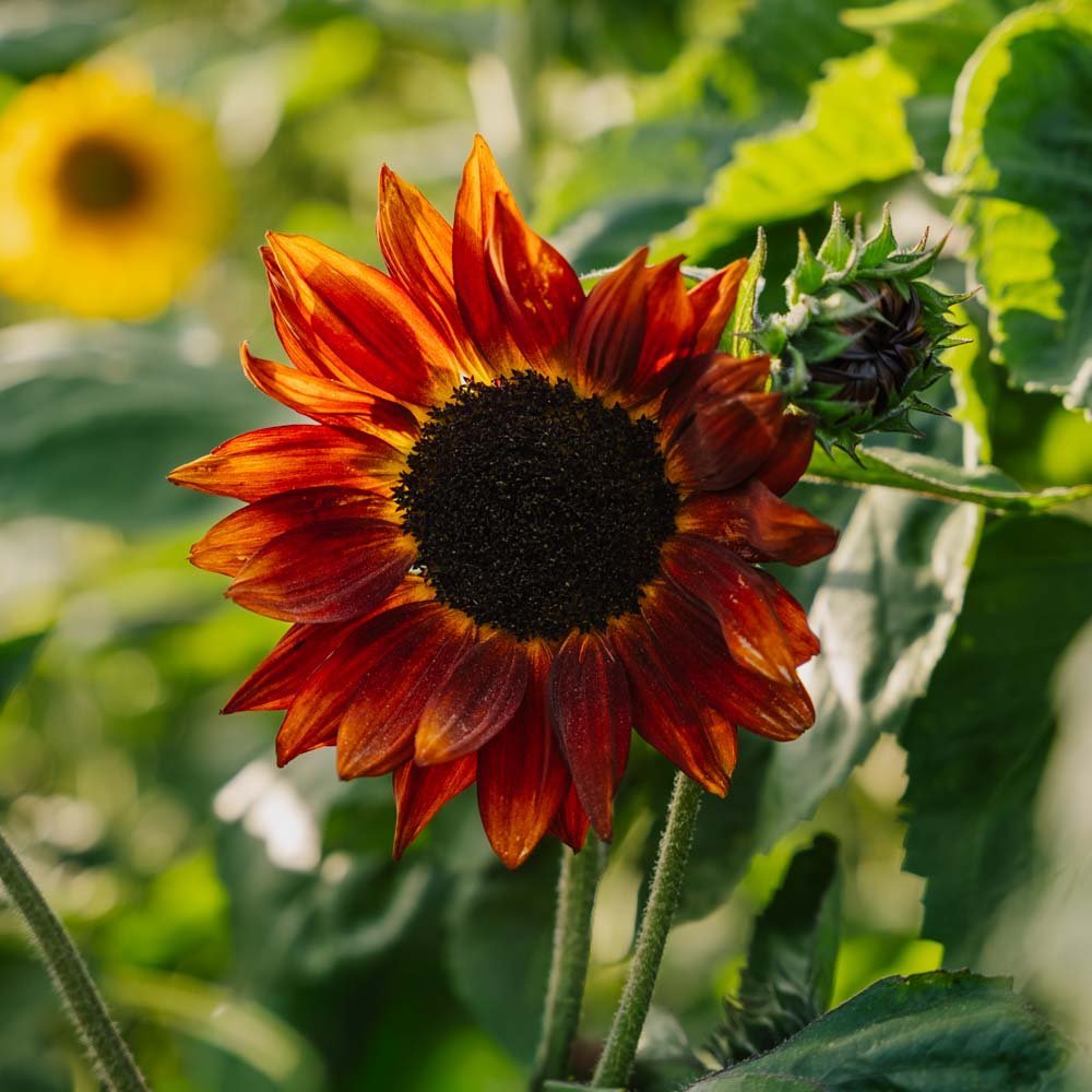Auringonkukan siemenet 'Velvet Queen' - 10 luomusiementä